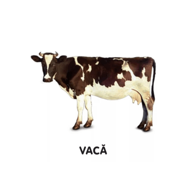 bebe invata animale